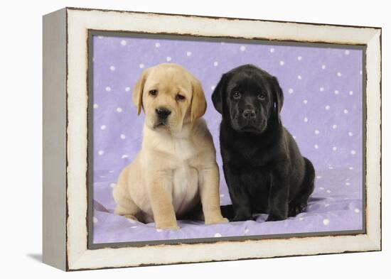 Yellow Labrador Puppy Sitting Next to a Black-null-Framed Premier Image Canvas