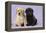 Yellow Labrador Puppy Sitting Next to a Black-null-Framed Premier Image Canvas