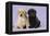 Yellow Labrador Puppy Sitting Next to a Black-null-Framed Premier Image Canvas