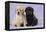 Yellow Labrador Puppy Sitting Next to a Black-null-Framed Premier Image Canvas