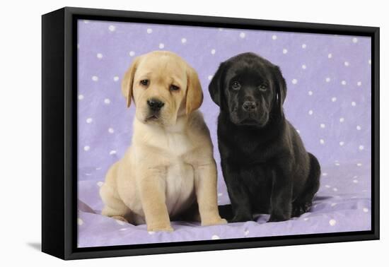 Yellow Labrador Puppy Sitting Next to a Black-null-Framed Premier Image Canvas