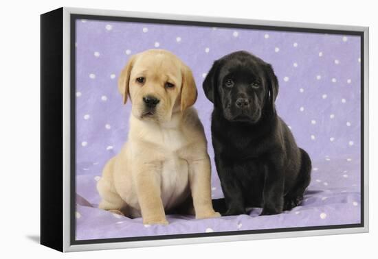 Yellow Labrador Puppy Sitting Next to a Black-null-Framed Premier Image Canvas