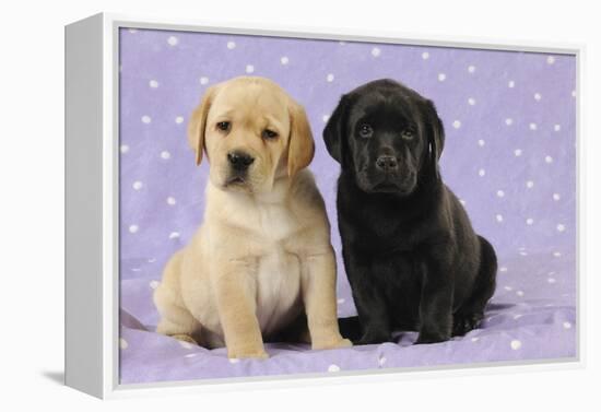Yellow Labrador Puppy Sitting Next to a Black-null-Framed Premier Image Canvas