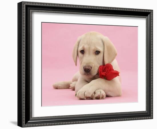 Yellow Labrador Retriever bitch pup, with a red rose-Mark Taylor-Framed Photographic Print