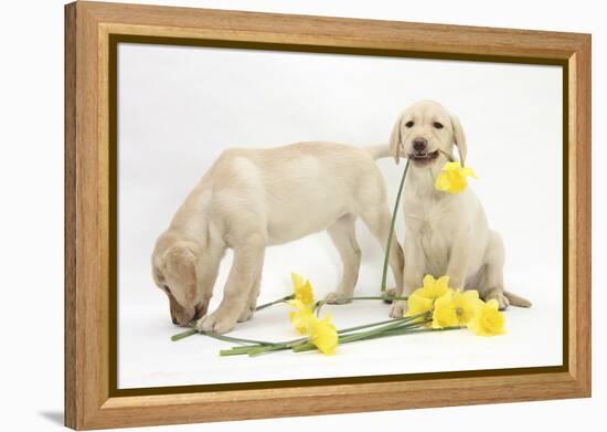 Yellow Labrador Retriever Bitch Puppies, 10 Weeks, Lying with Yellow Daffodils-Mark Taylor-Framed Premier Image Canvas