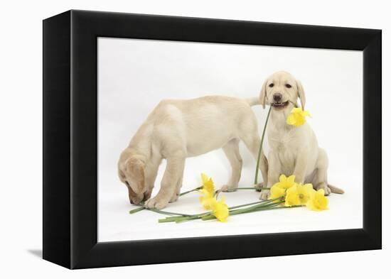 Yellow Labrador Retriever Bitch Puppies, 10 Weeks, Lying with Yellow Daffodils-Mark Taylor-Framed Premier Image Canvas