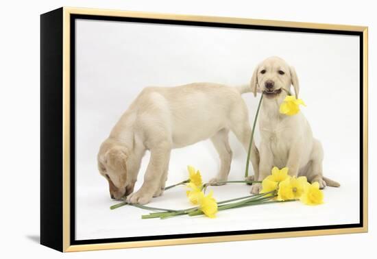 Yellow Labrador Retriever Bitch Puppies, 10 Weeks, Lying with Yellow Daffodils-Mark Taylor-Framed Premier Image Canvas