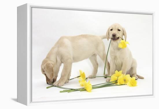 Yellow Labrador Retriever Bitch Puppies, 10 Weeks, Lying with Yellow Daffodils-Mark Taylor-Framed Premier Image Canvas