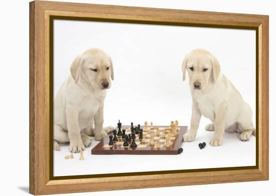 Yellow Labrador Retriever Bitch Puppies, 10 Weeks, Playing Chess-Mark Taylor-Framed Premier Image Canvas