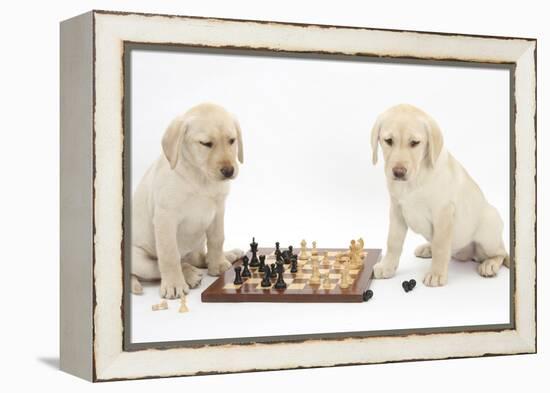 Yellow Labrador Retriever Bitch Puppies, 10 Weeks, Playing Chess-Mark Taylor-Framed Premier Image Canvas