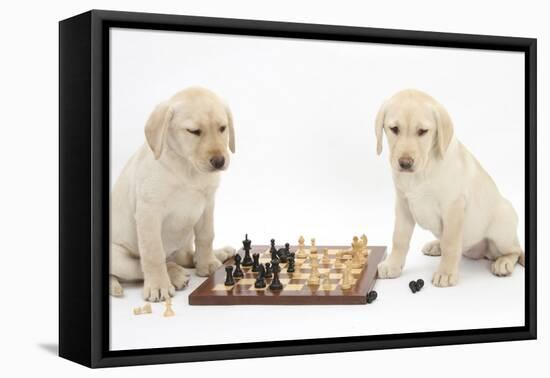 Yellow Labrador Retriever Bitch Puppies, 10 Weeks, Playing Chess-Mark Taylor-Framed Premier Image Canvas