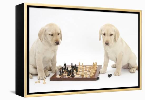 Yellow Labrador Retriever Bitch Puppies, 10 Weeks, Playing Chess-Mark Taylor-Framed Premier Image Canvas