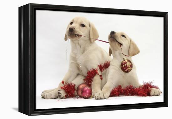 Yellow Labrador Retriever Bitch Puppies, 10 Weeks, Playing with Christmas Decorations-Mark Taylor-Framed Premier Image Canvas