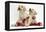 Yellow Labrador Retriever Bitch Puppies, 10 Weeks, Playing with Christmas Decorations-Mark Taylor-Framed Premier Image Canvas