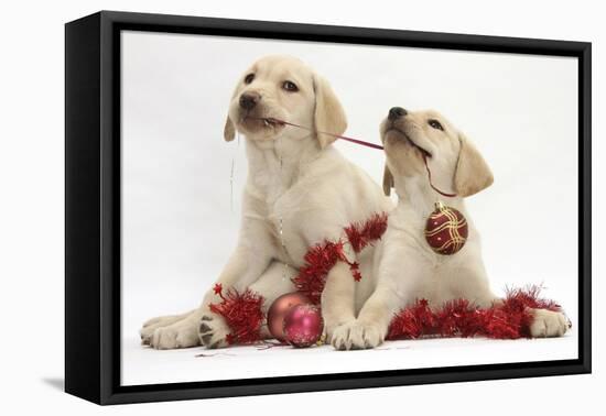 Yellow Labrador Retriever Bitch Puppies, 10 Weeks, Playing with Christmas Decorations-Mark Taylor-Framed Premier Image Canvas