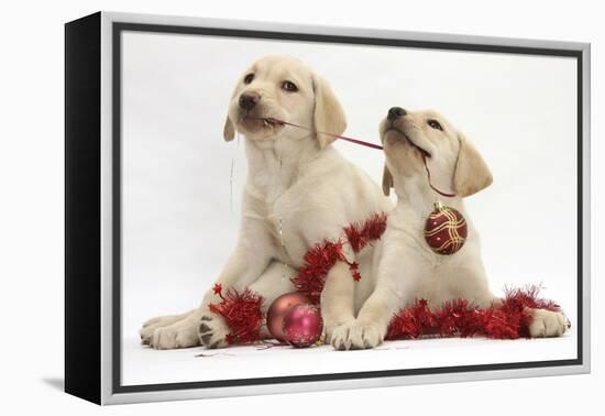 Yellow Labrador Retriever Bitch Puppies, 10 Weeks, Playing with Christmas Decorations-Mark Taylor-Framed Premier Image Canvas