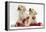 Yellow Labrador Retriever Bitch Puppies, 10 Weeks, Playing with Christmas Decorations-Mark Taylor-Framed Premier Image Canvas