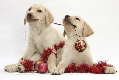 christmas labrador