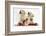 Yellow Labrador Retriever Bitch Puppies, 10 Weeks, Playing with Christmas Decorations-Mark Taylor-Framed Photographic Print