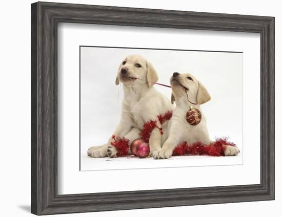 Yellow Labrador Retriever Bitch Puppies, 10 Weeks, Playing with Christmas Decorations-Mark Taylor-Framed Photographic Print