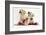 Yellow Labrador Retriever Bitch Puppies, 10 Weeks, Playing with Christmas Decorations-Mark Taylor-Framed Photographic Print