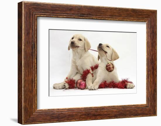 Yellow Labrador Retriever Bitch Puppies, 10 Weeks, Playing with Christmas Decorations-Mark Taylor-Framed Photographic Print