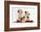 Yellow Labrador Retriever Bitch Puppies, 10 Weeks, Playing with Christmas Decorations-Mark Taylor-Framed Photographic Print