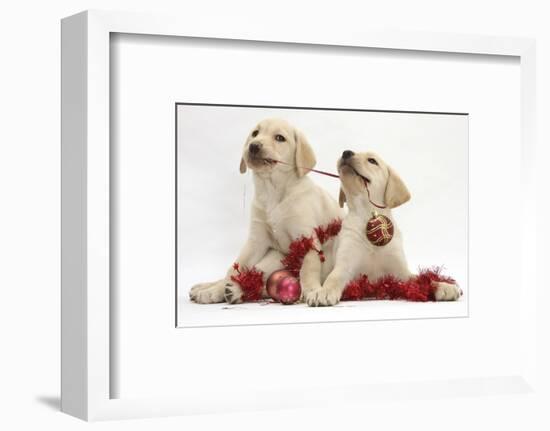 Yellow Labrador Retriever Bitch Puppies, 10 Weeks, Playing with Christmas Decorations-Mark Taylor-Framed Photographic Print