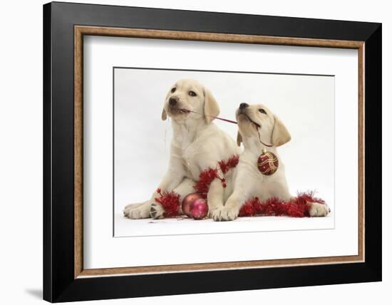 Yellow Labrador Retriever Bitch Puppies, 10 Weeks, Playing with Christmas Decorations-Mark Taylor-Framed Photographic Print