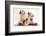 Yellow Labrador Retriever Bitch Puppies, 10 Weeks, Playing with Christmas Decorations-Mark Taylor-Framed Photographic Print