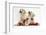 Yellow Labrador Retriever Bitch Puppies, 10 Weeks, Playing with Christmas Decorations-Mark Taylor-Framed Photographic Print