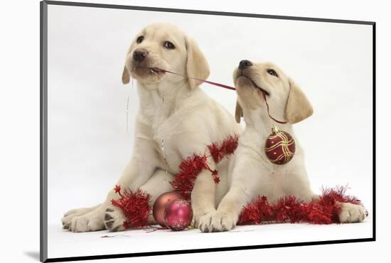 Yellow Labrador Retriever Bitch Puppies, 10 Weeks, Playing with Christmas Decorations-Mark Taylor-Mounted Photographic Print