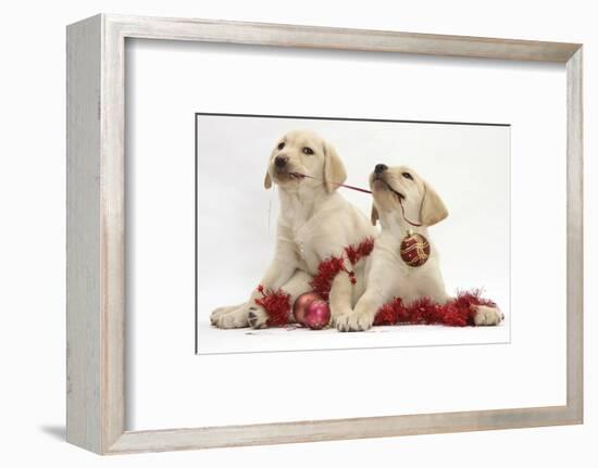 Yellow Labrador Retriever Bitch Puppies, 10 Weeks, Playing with Christmas Decorations-Mark Taylor-Framed Photographic Print