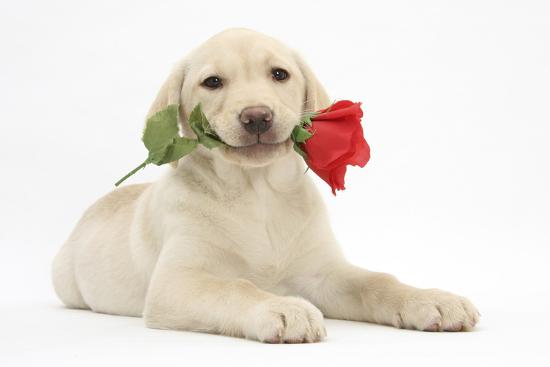 yellow-labrador-retriever-bitch-puppy-10-weeks-holding-a-red-rose_u-l-q10oa5j0.jpg