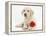 Yellow Labrador Retriever Bitch Puppy, 10 Weeks, Lying with a Red Rose-Mark Taylor-Framed Premier Image Canvas