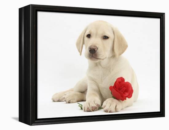 Yellow Labrador Retriever Bitch Puppy, 10 Weeks, Lying with a Red Rose-Mark Taylor-Framed Premier Image Canvas