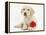 Yellow Labrador Retriever Bitch Puppy, 10 Weeks, Lying with a Red Rose-Mark Taylor-Framed Premier Image Canvas