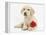 Yellow Labrador Retriever Bitch Puppy, 10 Weeks, Lying with a Red Rose-Mark Taylor-Framed Premier Image Canvas