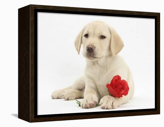 Yellow Labrador Retriever Bitch Puppy, 10 Weeks, Lying with a Red Rose-Mark Taylor-Framed Premier Image Canvas