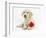 Yellow Labrador Retriever Bitch Puppy, 10 Weeks, Lying with a Red Rose-Mark Taylor-Framed Photographic Print