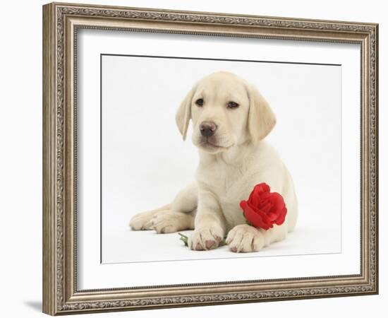 Yellow Labrador Retriever Bitch Puppy, 10 Weeks, Lying with a Red Rose-Mark Taylor-Framed Photographic Print