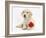 Yellow Labrador Retriever Bitch Puppy, 10 Weeks, Lying with a Red Rose-Mark Taylor-Framed Photographic Print