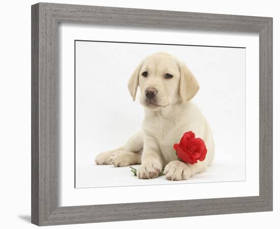 Yellow Labrador Retriever Bitch Puppy, 10 Weeks, Lying with a Red Rose-Mark Taylor-Framed Photographic Print