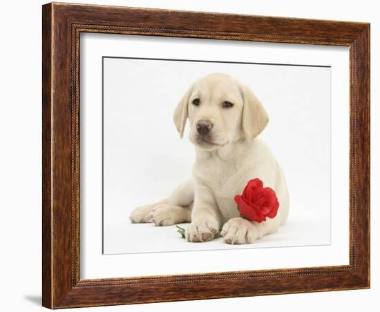 Yellow Labrador Retriever Bitch Puppy, 10 Weeks, Lying with a Red Rose-Mark Taylor-Framed Photographic Print