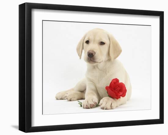 Yellow Labrador Retriever Bitch Puppy, 10 Weeks, Lying with a Red Rose-Mark Taylor-Framed Photographic Print