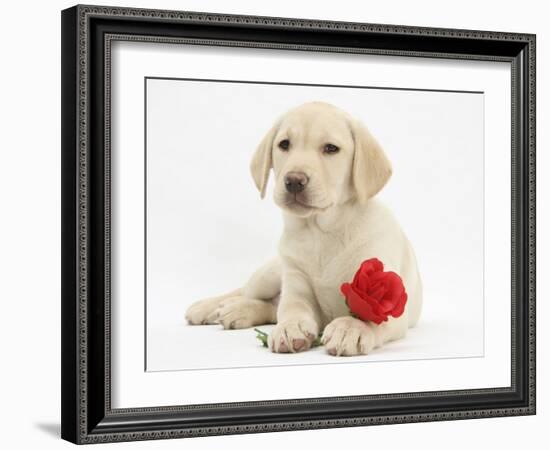 Yellow Labrador Retriever Bitch Puppy, 10 Weeks, Lying with a Red Rose-Mark Taylor-Framed Photographic Print