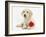 Yellow Labrador Retriever Bitch Puppy, 10 Weeks, Lying with a Red Rose-Mark Taylor-Framed Photographic Print