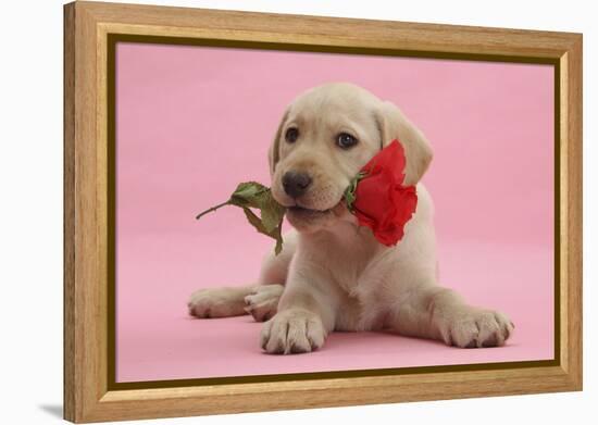 Yellow Labrador Retriever Bitch Puppy, 10 Weeks, with a Red Rose-Mark Taylor-Framed Premier Image Canvas