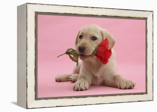 Yellow Labrador Retriever Bitch Puppy, 10 Weeks, with a Red Rose-Mark Taylor-Framed Premier Image Canvas