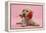 Yellow Labrador Retriever Bitch Puppy, 10 Weeks, with a Red Rose-Mark Taylor-Framed Premier Image Canvas